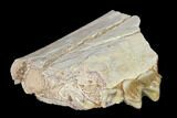 Oreodont (Merycoidodon) Jaw Section - South Dakota #136017-1